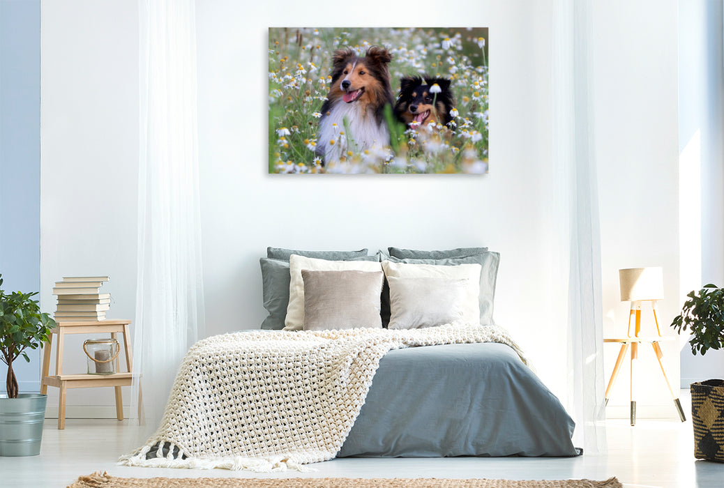 Premium Textil-Leinwand Premium Textil-Leinwand 120 cm x 80 cm quer Ein Motiv aus dem Kalender Wir lieben Shelties