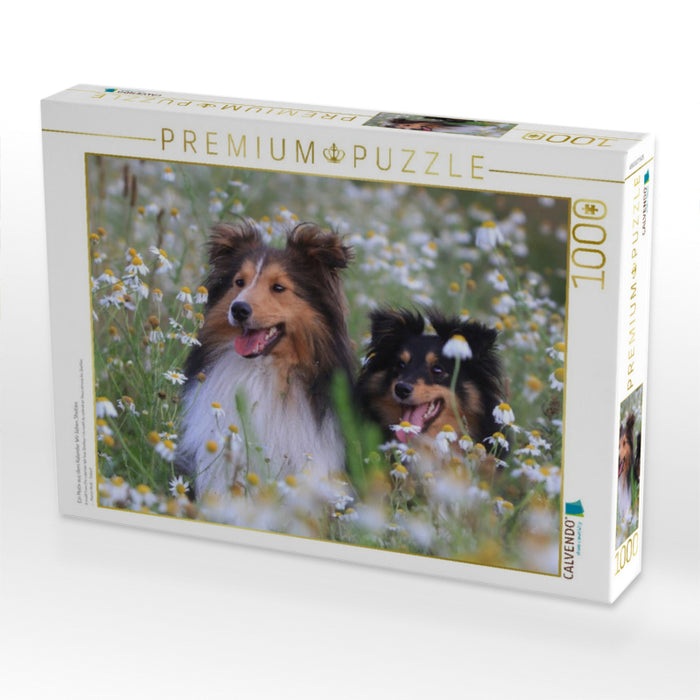 Ein Motiv aus dem Kalender Wir lieben Shelties - CALVENDO Foto-Puzzle'
