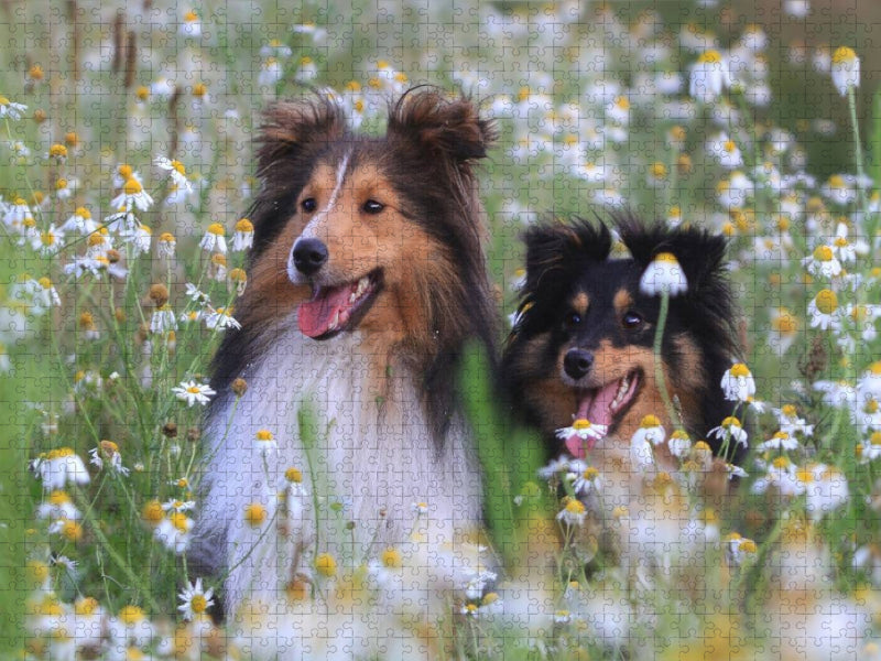 Ein Motiv aus dem Kalender Wir lieben Shelties - CALVENDO Foto-Puzzle'