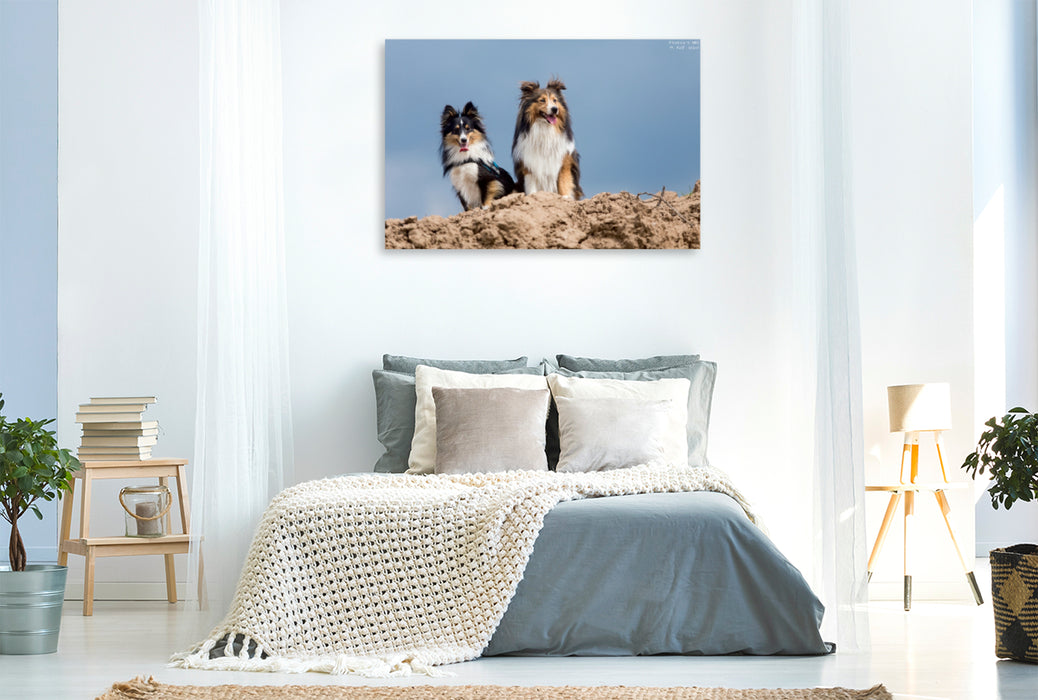 Premium Textil-Leinwand Premium Textil-Leinwand 120 cm x 80 cm quer Ein Motiv aus dem Kalender Wir lieben Shelties