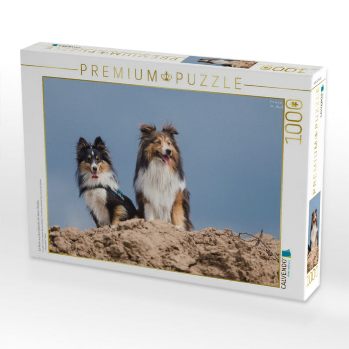 Ein Motiv aus dem Kalender Wir lieben Shelties - CALVENDO Foto-Puzzle'