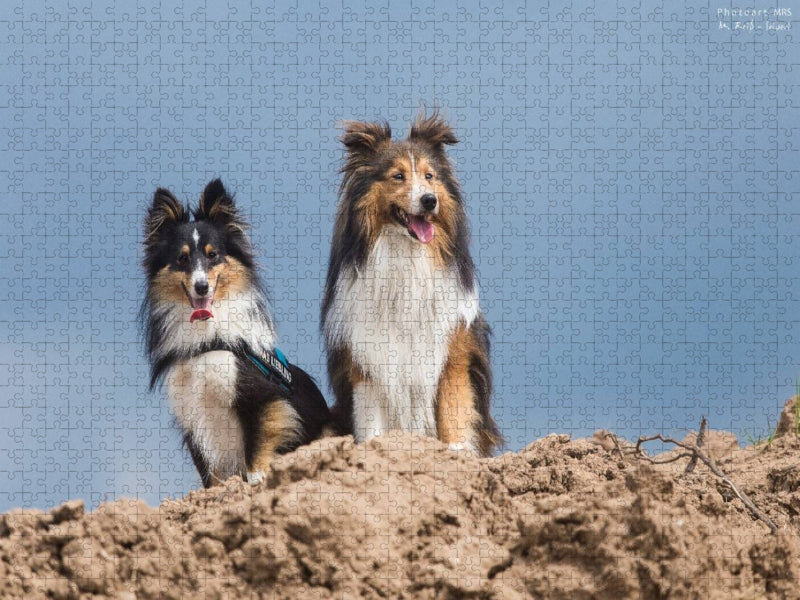 Ein Motiv aus dem Kalender Wir lieben Shelties - CALVENDO Foto-Puzzle'