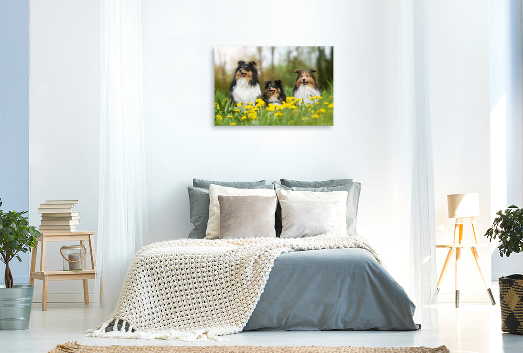 Premium Textil-Leinwand Premium Textil-Leinwand 120 cm x 80 cm quer Ein Motiv aus dem Kalender Wir lieben Shelties