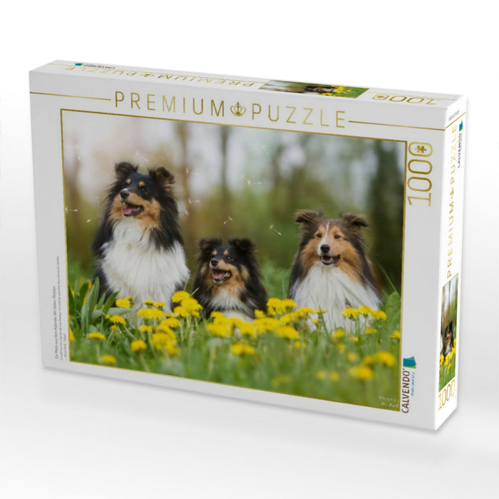 Ein Motiv aus dem Kalender Wir lieben Shelties - CALVENDO Foto-Puzzle'
