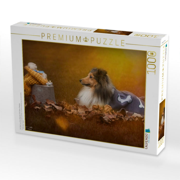 Ein Motiv aus dem Kalender Wir lieben Shelties - CALVENDO Foto-Puzzle'