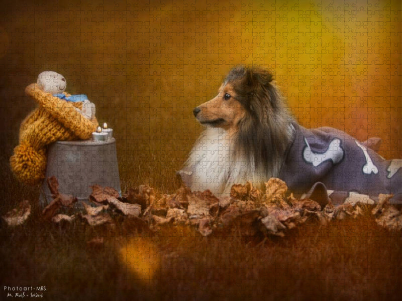 Ein Motiv aus dem Kalender Wir lieben Shelties - CALVENDO Foto-Puzzle'