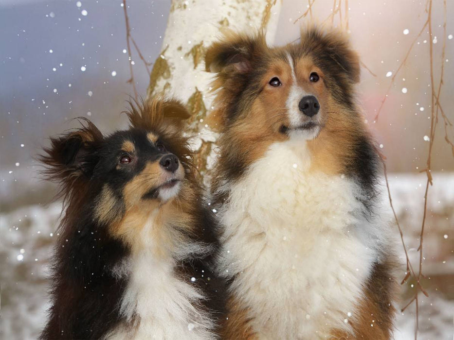 Ein Motiv aus dem Kalender Wir lieben Shelties - CALVENDO Foto-Puzzle'