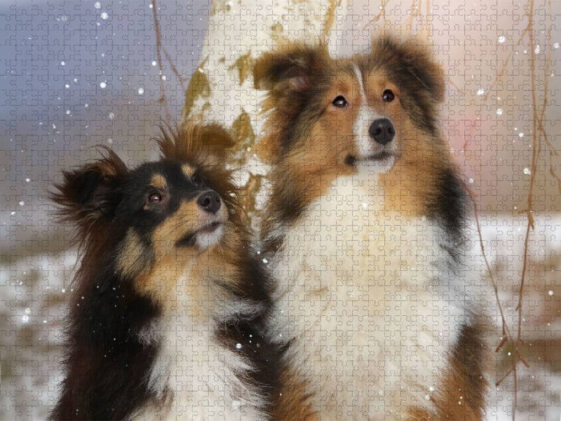 Ein Motiv aus dem Kalender Wir lieben Shelties - CALVENDO Foto-Puzzle'