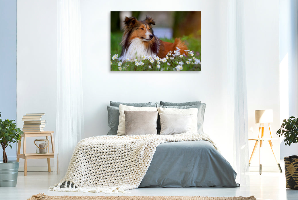 Premium Textil-Leinwand Premium Textil-Leinwand 120 cm x 80 cm quer Ein Motiv aus dem Kalender Wir lieben Shelties