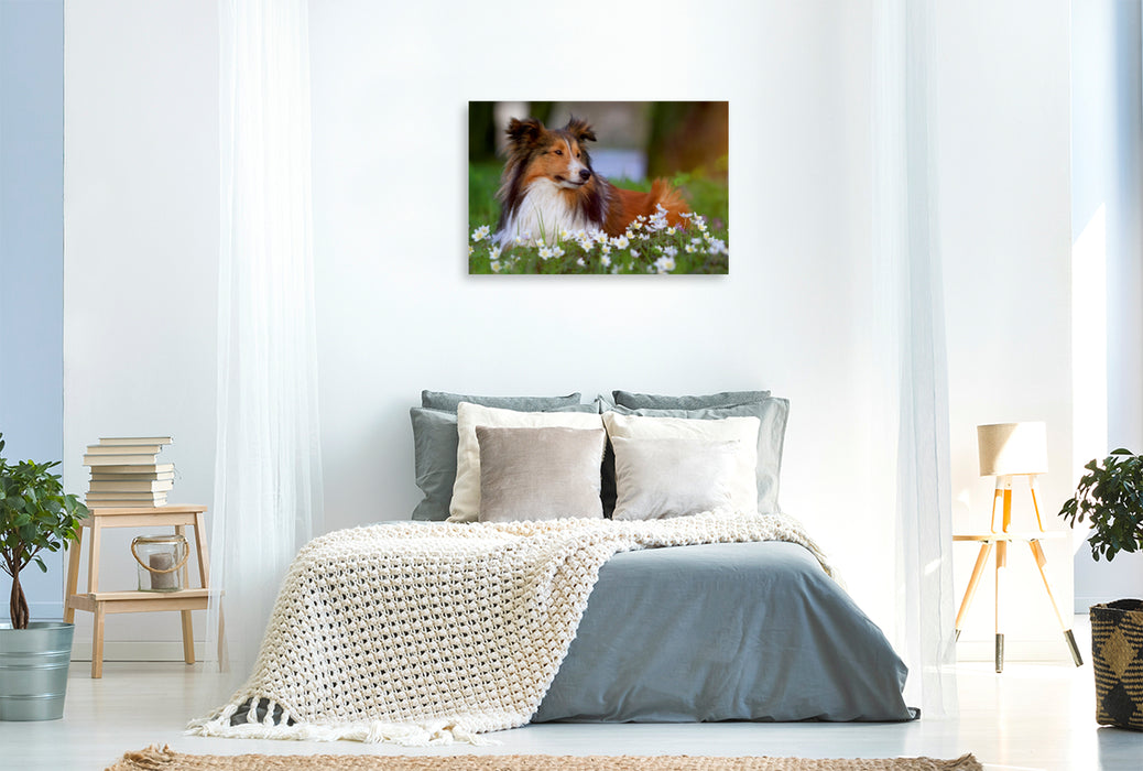 Premium Textil-Leinwand Premium Textil-Leinwand 120 cm x 80 cm quer Ein Motiv aus dem Kalender Wir lieben Shelties