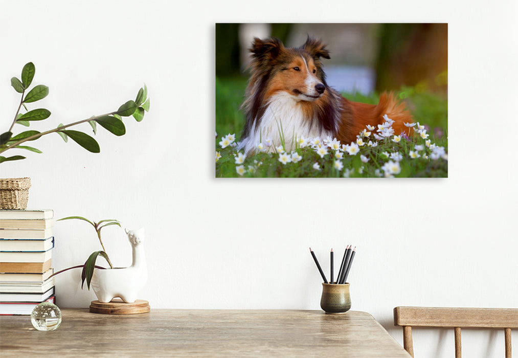 Premium Textil-Leinwand Premium Textil-Leinwand 120 cm x 80 cm quer Ein Motiv aus dem Kalender Wir lieben Shelties