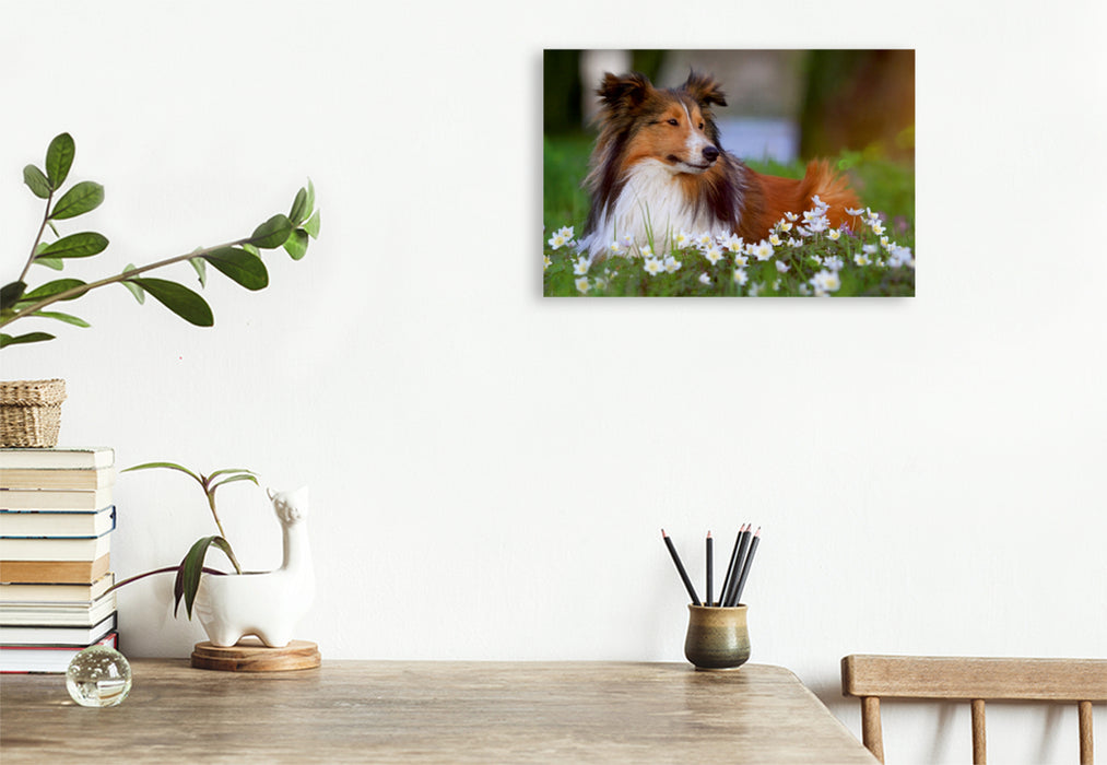 Premium Textil-Leinwand Premium Textil-Leinwand 120 cm x 80 cm quer Ein Motiv aus dem Kalender Wir lieben Shelties