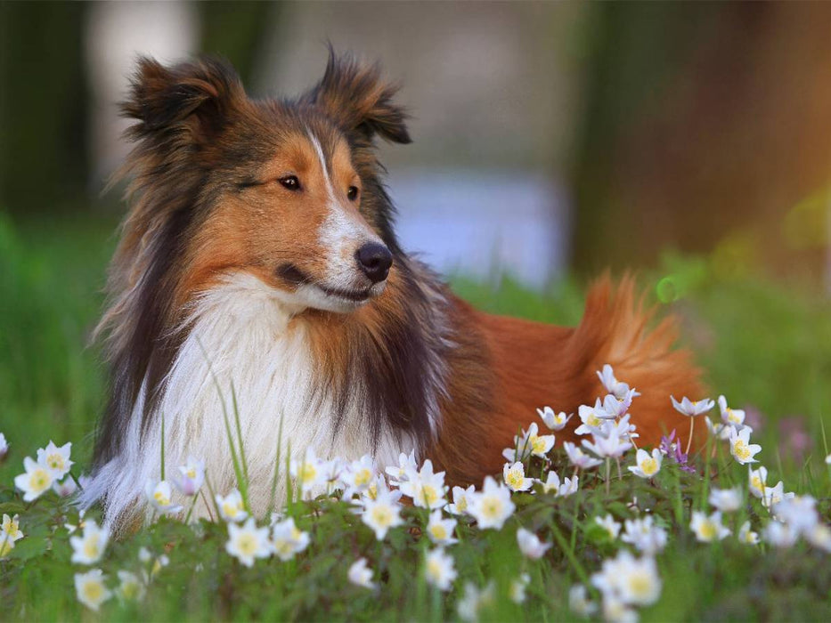 Ein Motiv aus dem Kalender Wir lieben Shelties - CALVENDO Foto-Puzzle'