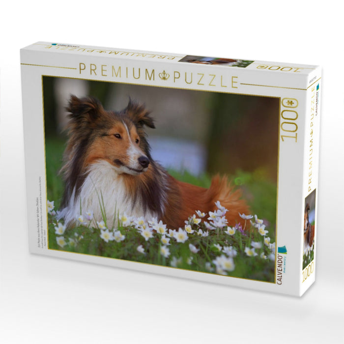 Ein Motiv aus dem Kalender Wir lieben Shelties - CALVENDO Foto-Puzzle'