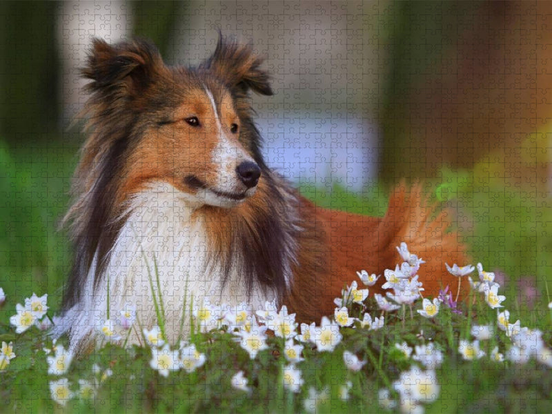Ein Motiv aus dem Kalender Wir lieben Shelties - CALVENDO Foto-Puzzle'
