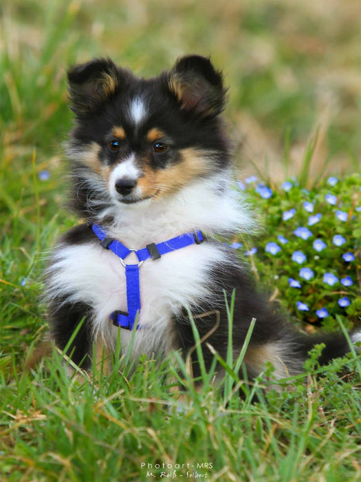 Ein Motiv aus dem Kalender Mit Shelties durchs Jahr - CALVENDO Foto-Puzzle'