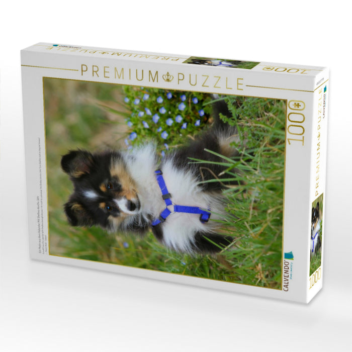 Ein Motiv aus dem Kalender Mit Shelties durchs Jahr - CALVENDO Foto-Puzzle'