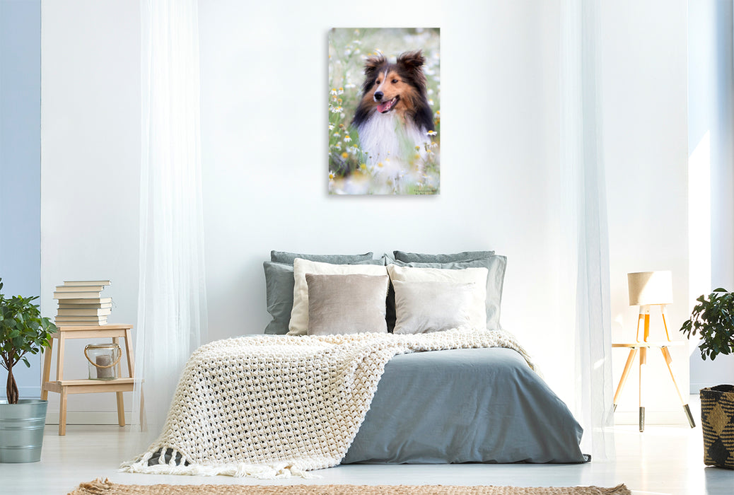 Premium Textil-Leinwand Premium Textil-Leinwand 80 cm x 120 cm  hoch Ein Motiv aus dem Kalender Mit Shelties durchs Jahr