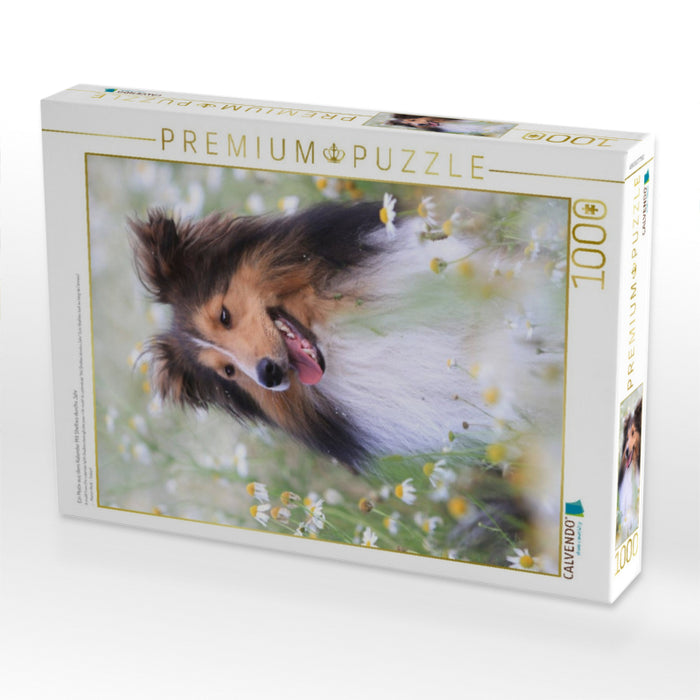 Ein Motiv aus dem Kalender Mit Shelties durchs Jahr - CALVENDO Foto-Puzzle'