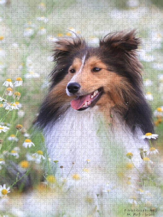 Ein Motiv aus dem Kalender Mit Shelties durchs Jahr - CALVENDO Foto-Puzzle'