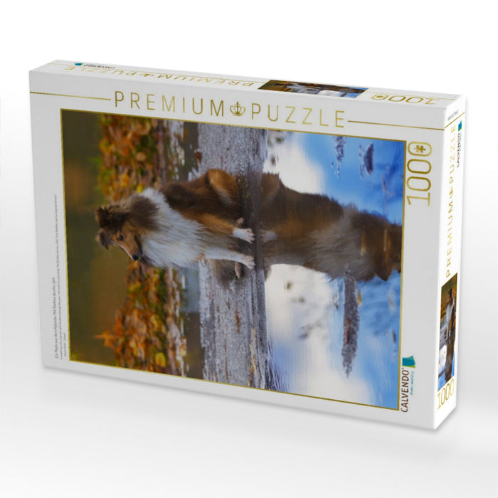 Ein Motiv aus dem Kalender Mit Shelties durchs Jahr - CALVENDO Foto-Puzzle'