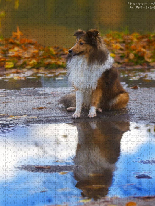 Ein Motiv aus dem Kalender Mit Shelties durchs Jahr - CALVENDO Foto-Puzzle'