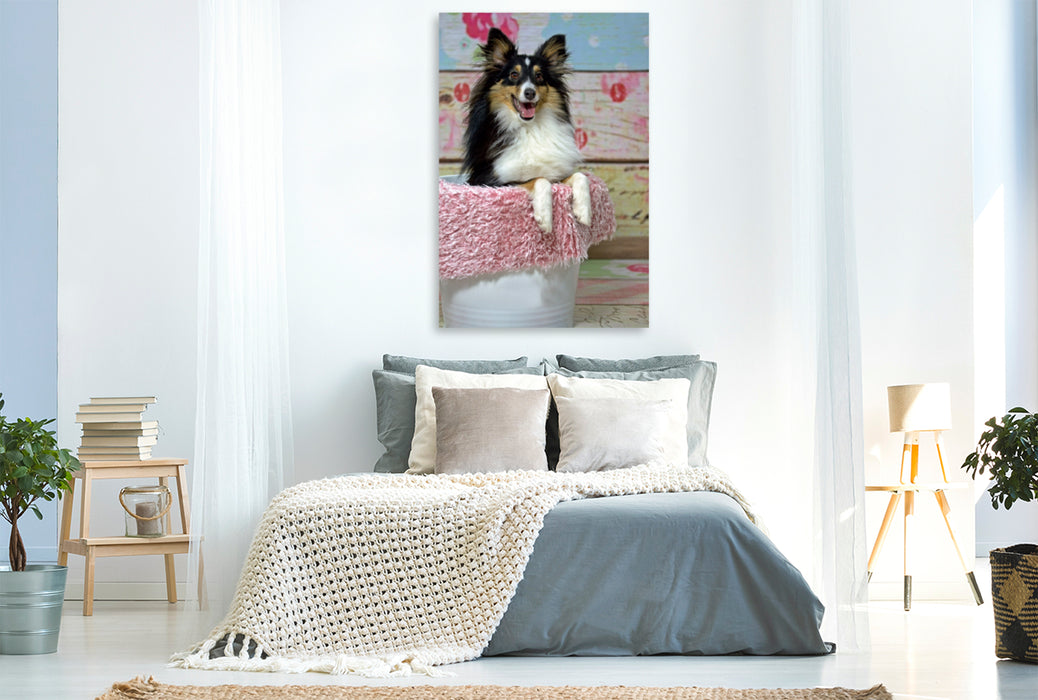 Premium Textil-Leinwand Premium Textil-Leinwand 80 cm x 120 cm  hoch Ein Motiv aus dem Kalender Mit Shelties durchs Jahr