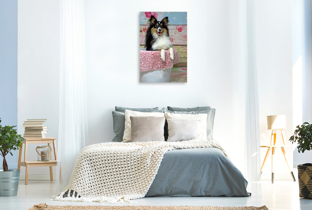 Premium Textil-Leinwand Premium Textil-Leinwand 80 cm x 120 cm  hoch Ein Motiv aus dem Kalender Mit Shelties durchs Jahr