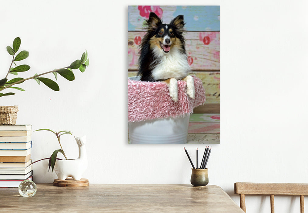 Premium Textil-Leinwand Premium Textil-Leinwand 80 cm x 120 cm  hoch Ein Motiv aus dem Kalender Mit Shelties durchs Jahr