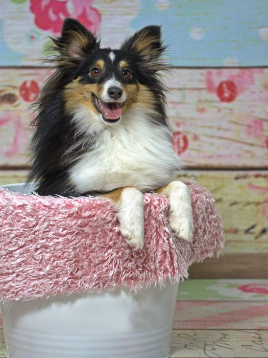 Ein Motiv aus dem Kalender Mit Shelties durchs Jahr - CALVENDO Foto-Puzzle'