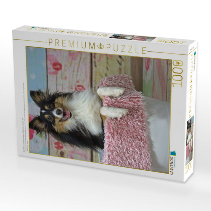 Ein Motiv aus dem Kalender Mit Shelties durchs Jahr - CALVENDO Foto-Puzzle'
