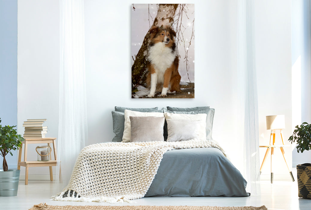 Premium Textil-Leinwand Premium Textil-Leinwand 80 cm x 120 cm  hoch Ein Motiv aus dem Kalender Mit Shelties durchs Jahr