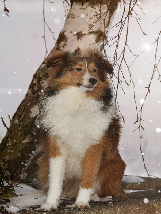 Ein Motiv aus dem Kalender Mit Shelties durchs Jahr - CALVENDO Foto-Puzzle'