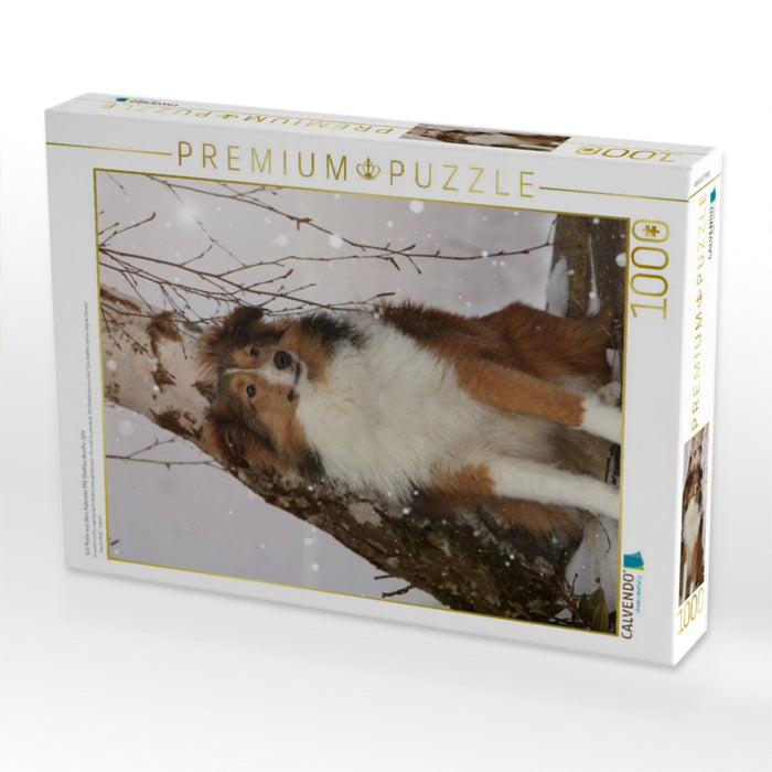Ein Motiv aus dem Kalender Mit Shelties durchs Jahr - CALVENDO Foto-Puzzle'