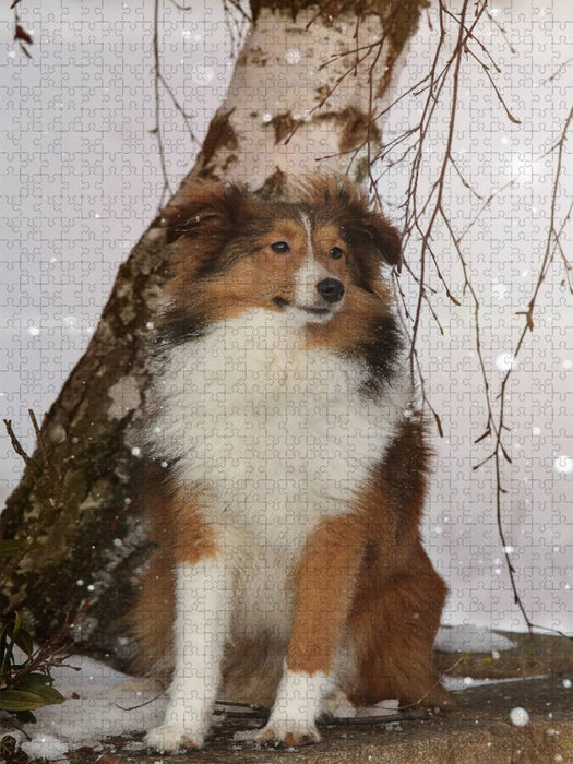 Ein Motiv aus dem Kalender Mit Shelties durchs Jahr - CALVENDO Foto-Puzzle'