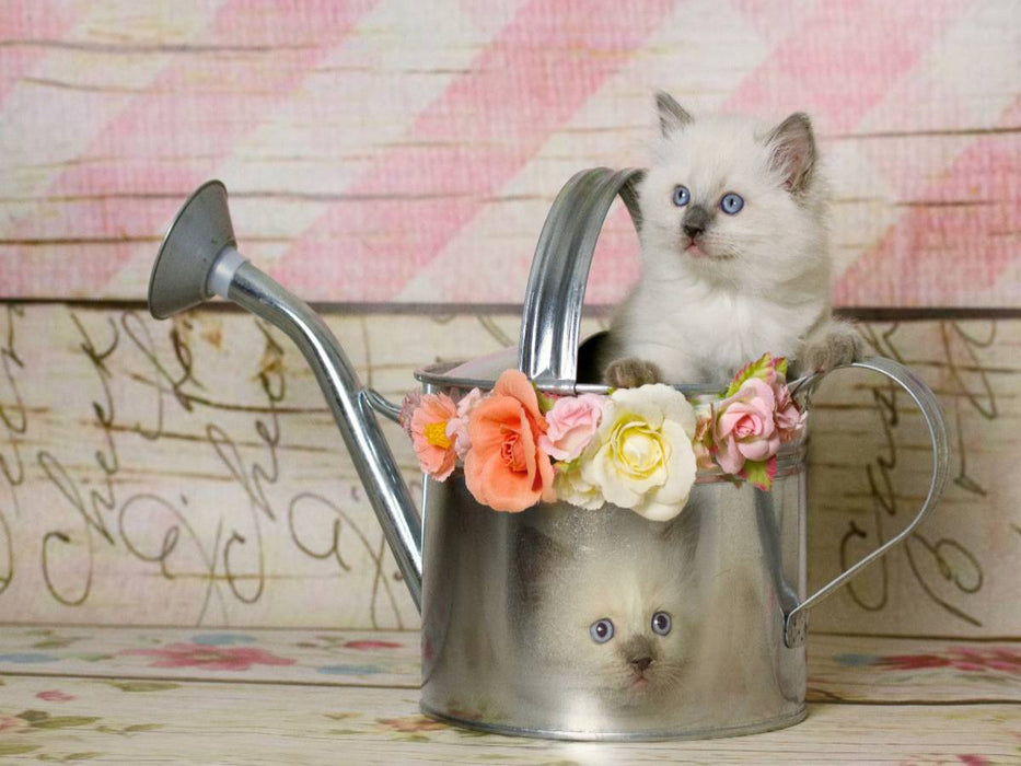 Ein Motiv aus dem Kalender RAGDOLLS Impressionen aus der Kinderstube - CALVENDO Foto-Puzzle'