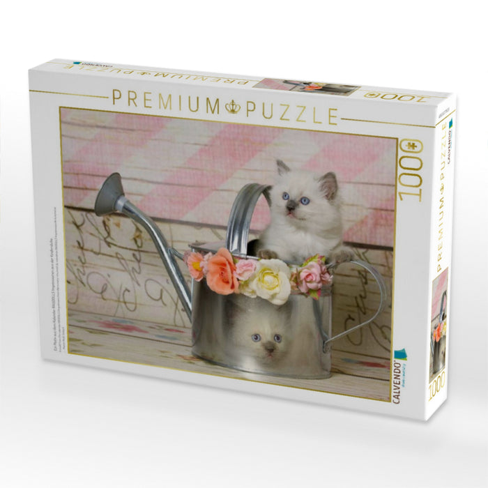 Ein Motiv aus dem Kalender RAGDOLLS Impressionen aus der Kinderstube - CALVENDO Foto-Puzzle'