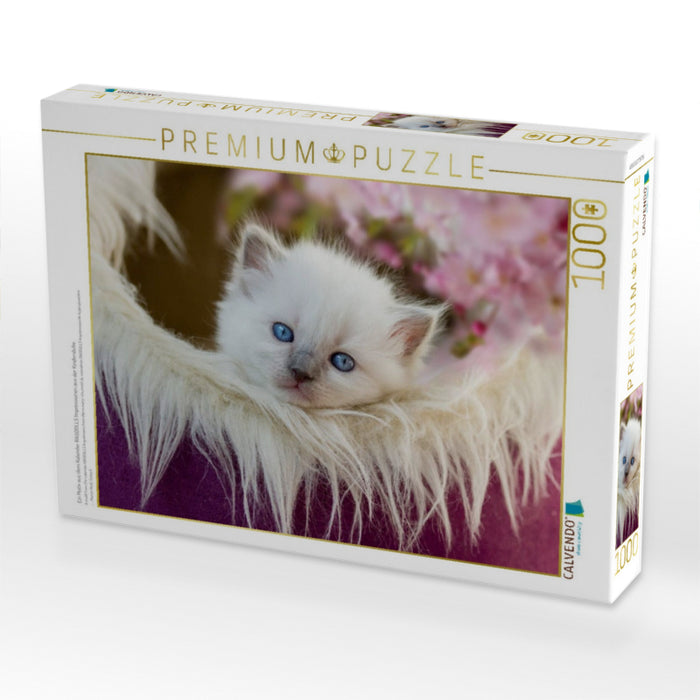 Ein Motiv aus dem Kalender RAGDOLLS Impressionen aus der Kinderstube - CALVENDO Foto-Puzzle'
