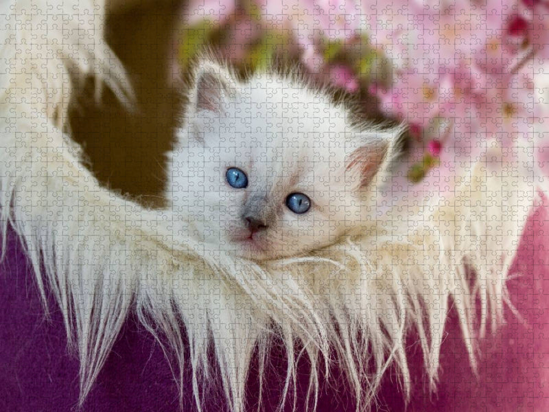 Ein Motiv aus dem Kalender RAGDOLLS Impressionen aus der Kinderstube - CALVENDO Foto-Puzzle'
