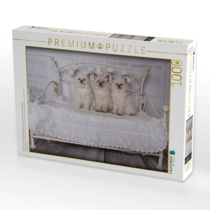 Ein Motiv aus dem Kalender RAGDOLLS Impressionen aus der Kinderstube - CALVENDO Foto-Puzzle'