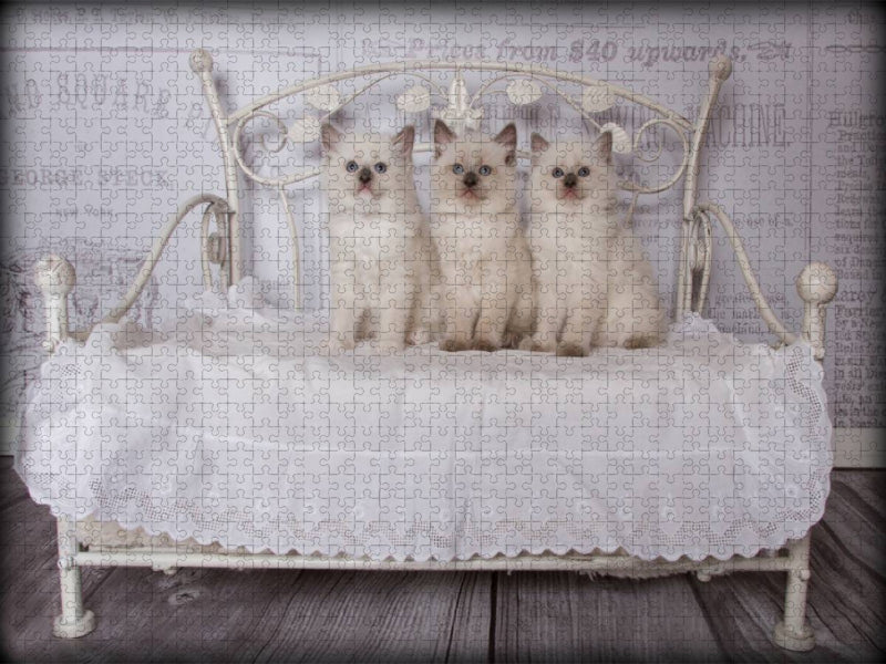 Ein Motiv aus dem Kalender RAGDOLLS Impressionen aus der Kinderstube - CALVENDO Foto-Puzzle'