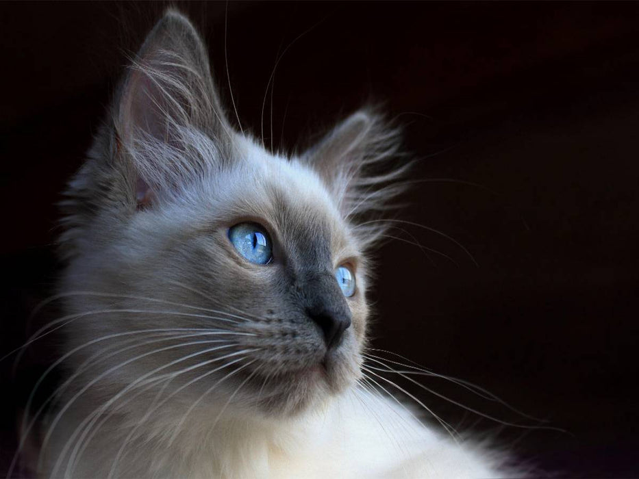 Ein Motiv aus dem Kalender Engel auf 4 Pfoten - Ragdolls 2017 - CALVENDO Foto-Puzzle'