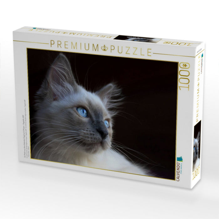 Ein Motiv aus dem Kalender Engel auf 4 Pfoten - Ragdolls 2017 - CALVENDO Foto-Puzzle'