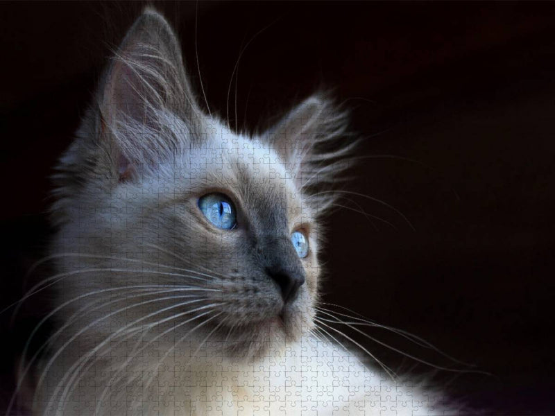 Ein Motiv aus dem Kalender Engel auf 4 Pfoten - Ragdolls 2017 - CALVENDO Foto-Puzzle'