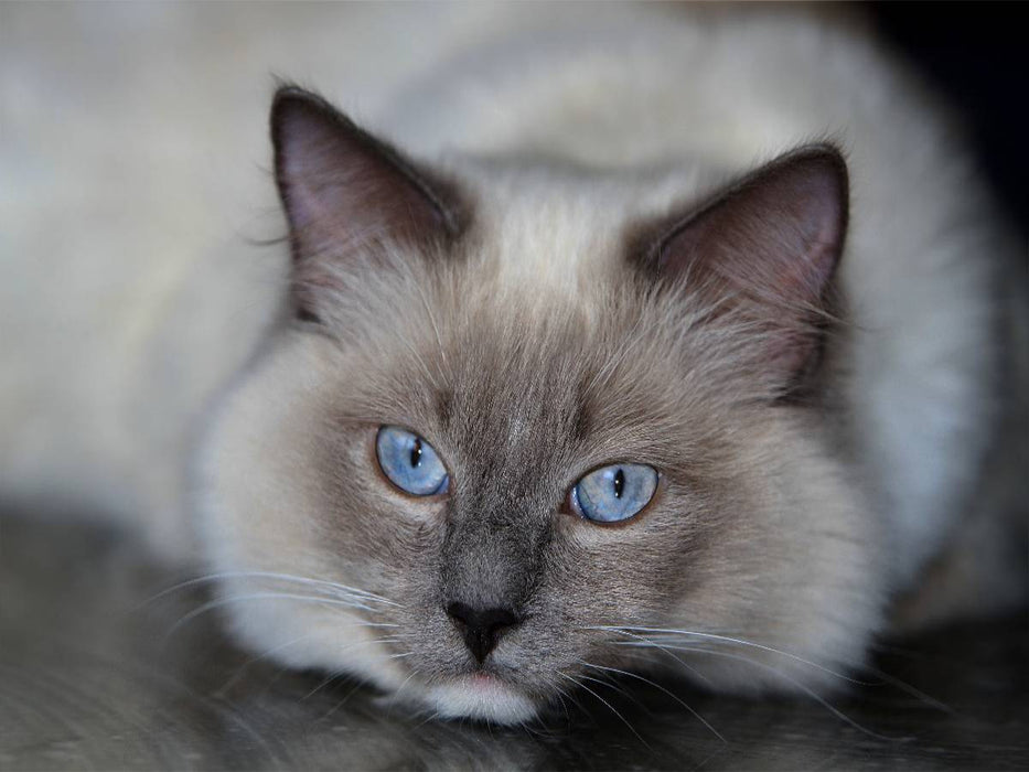 Ein Motiv aus dem Kalender Engel auf 4 Pfoten - Ragdolls 2017 - CALVENDO Foto-Puzzle'