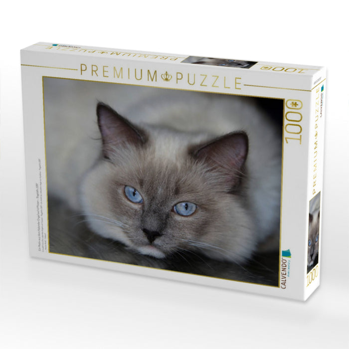 Ein Motiv aus dem Kalender Engel auf 4 Pfoten - Ragdolls 2017 - CALVENDO Foto-Puzzle'