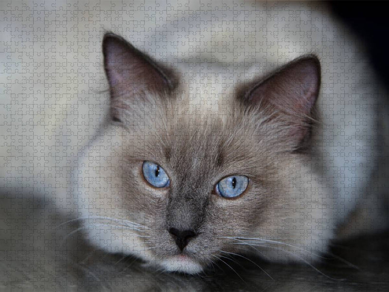 Ein Motiv aus dem Kalender Engel auf 4 Pfoten - Ragdolls 2017 - CALVENDO Foto-Puzzle'