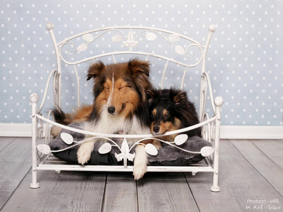 Ein Motiv aus dem Kalender Shelties : Charmeure auf 4 Pfoten - CALVENDO Foto-Puzzle'