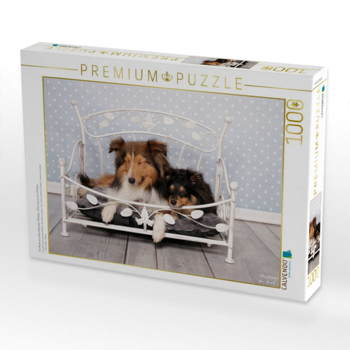 Ein Motiv aus dem Kalender Shelties : Charmeure auf 4 Pfoten - CALVENDO Foto-Puzzle'