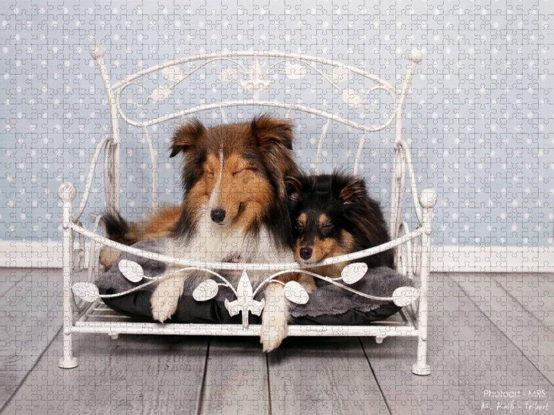 Ein Motiv aus dem Kalender Shelties : Charmeure auf 4 Pfoten - CALVENDO Foto-Puzzle'